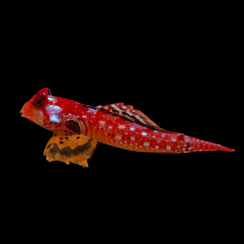 Moyer's Red Dragonet (Synchiropus moyeri)