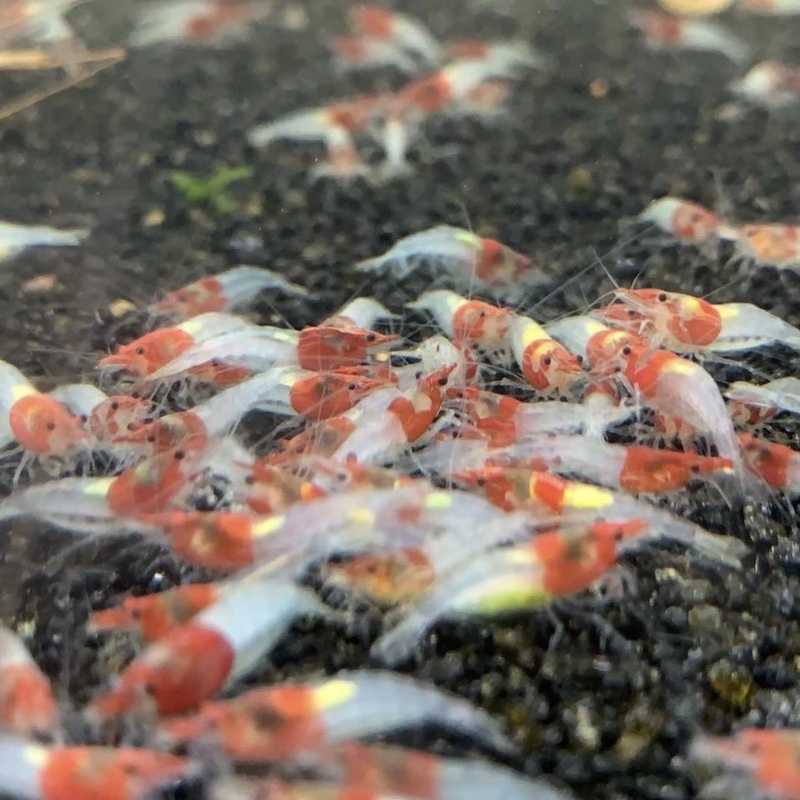 Orange Rili Shrimp Neocaridina