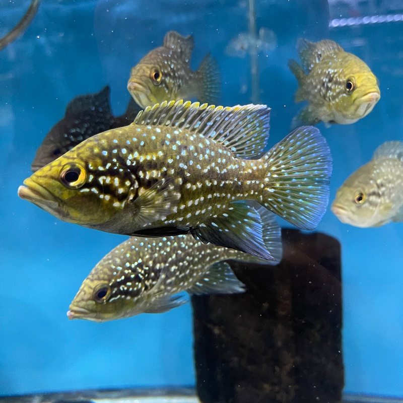 Paratilapia Bleekeri Green Spot