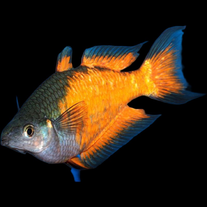Parkinsons Rainbowfish