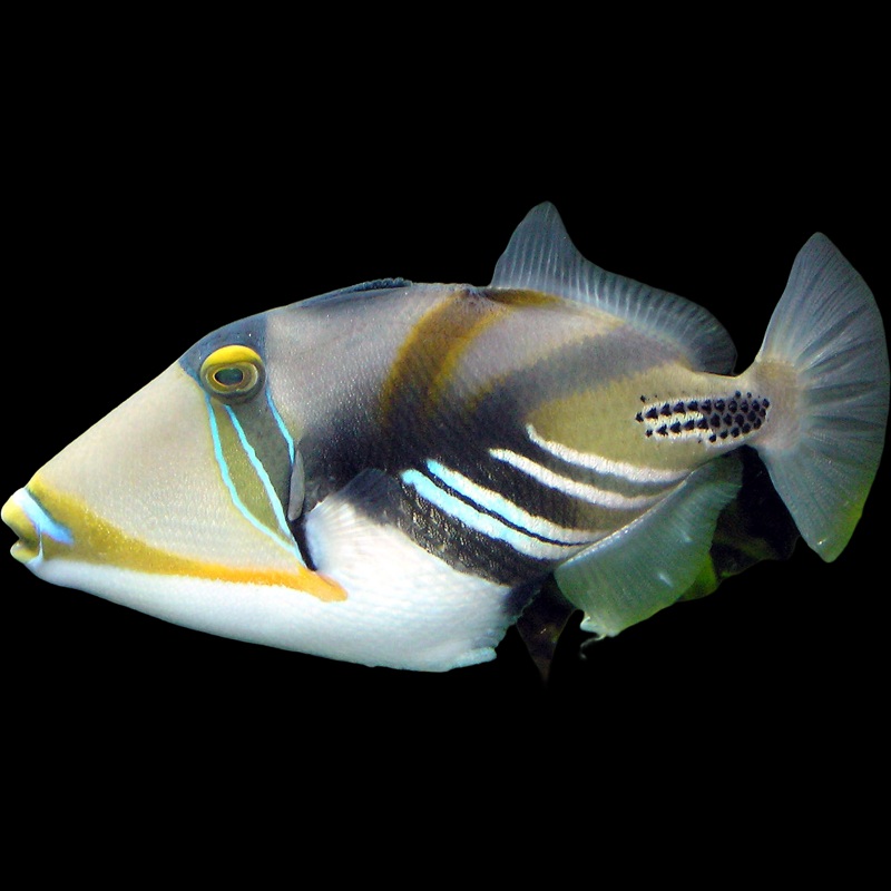 Picasso Triggerfish - HUMU-HUMU HUKU-HUKU Rhinecanthus aculeatus