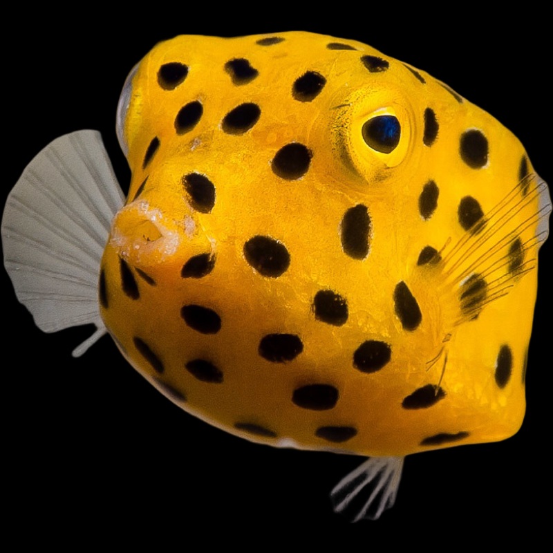 Polka Dot Yellow Boxfish (OSTRACION CUBICUS)