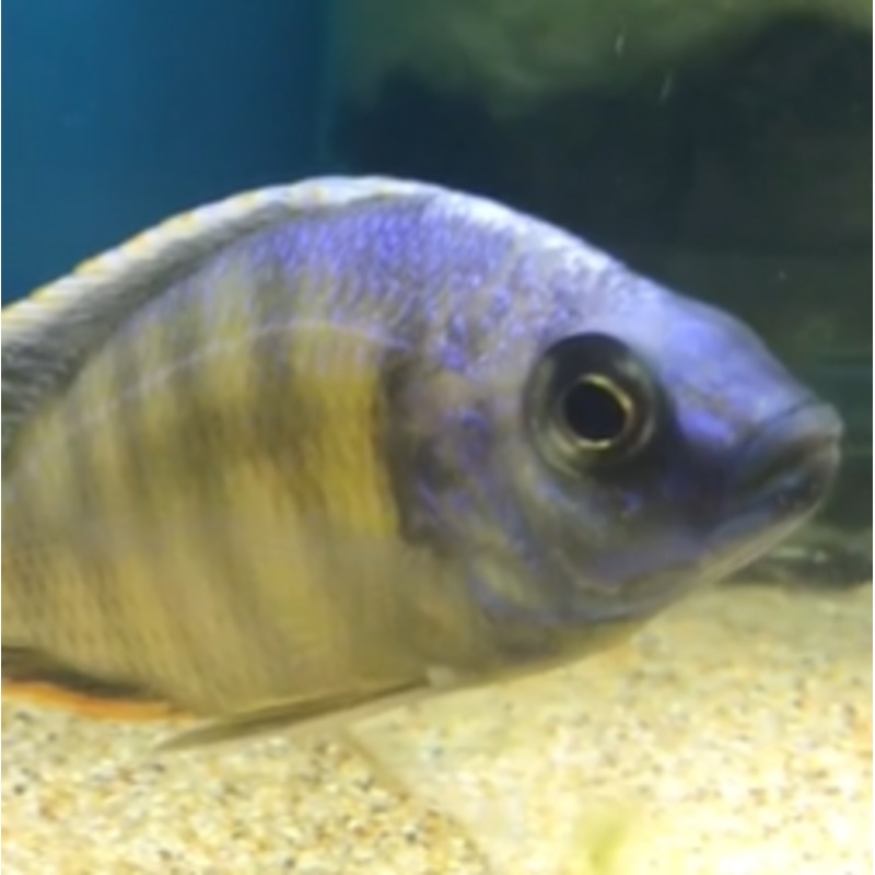 Protomelas steveni Taiwan Reef Large Male