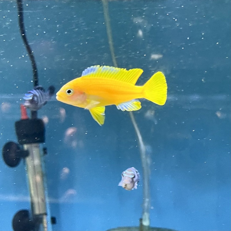 Pseudotropheus Msobo Deep