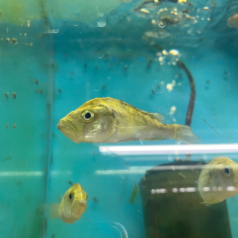 Pyxichromis Orthostoma