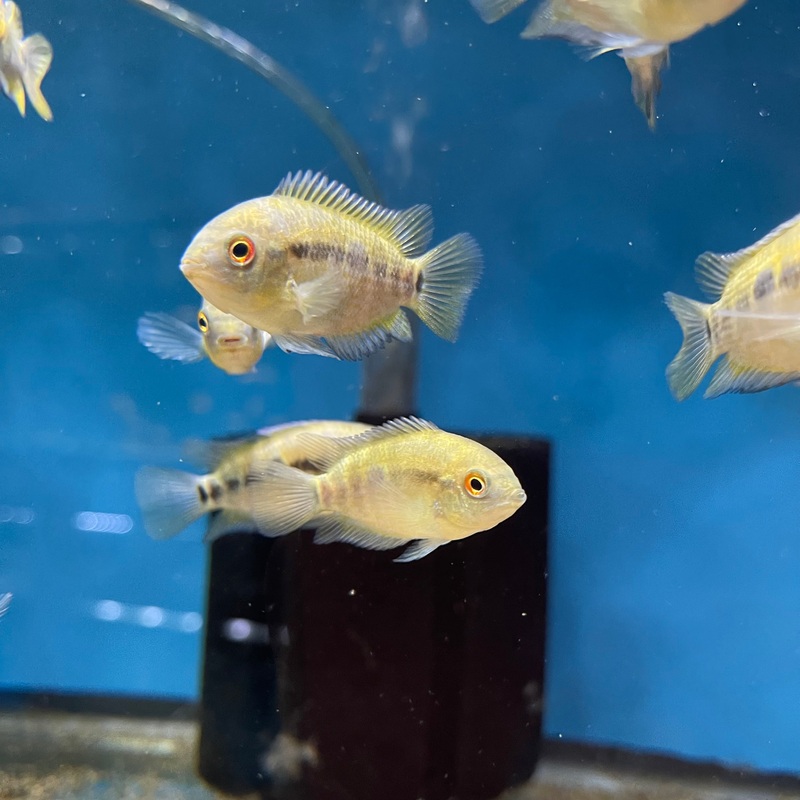 Rainbow Cichlid Archocentrus Multispinosa