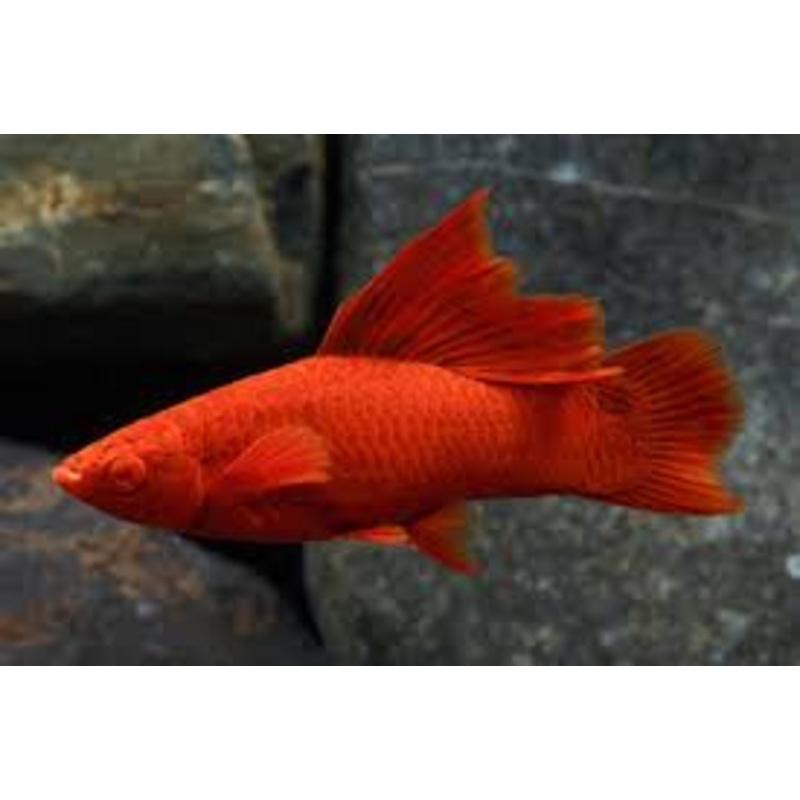 Red Eye Sailfin Swordtail