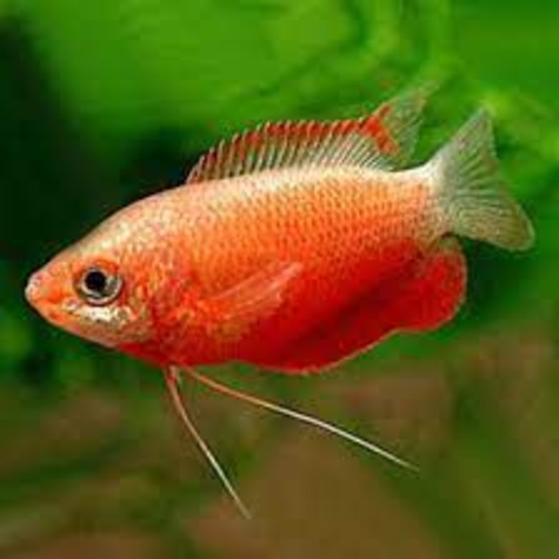 Red Honey Gourami