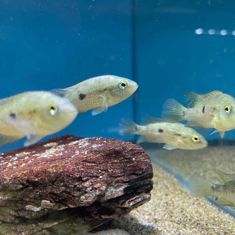 Red Istlanum Cichlid