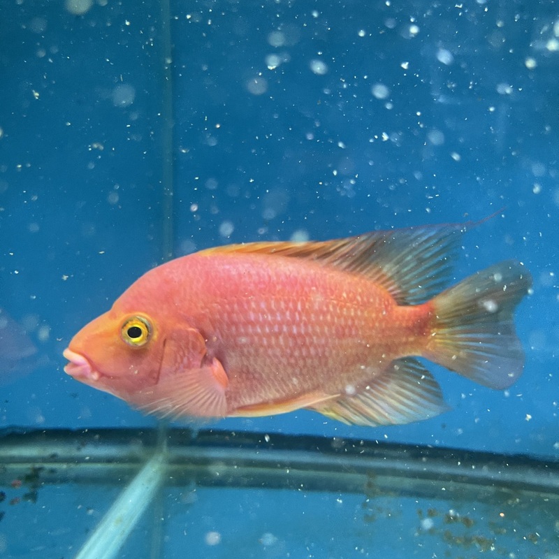 Red Rose Queen Cichlid