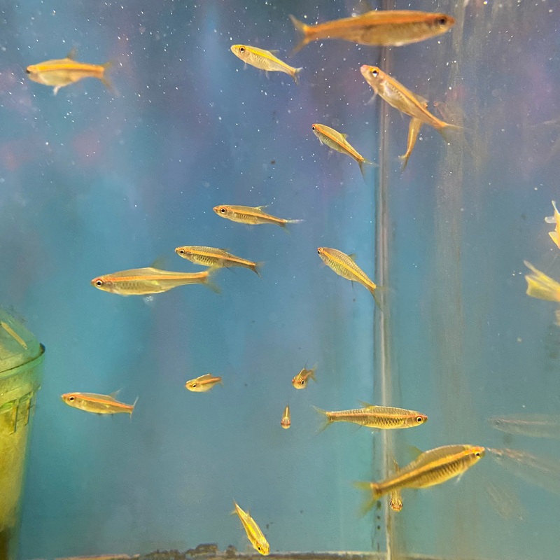 Red Tail Rasbora