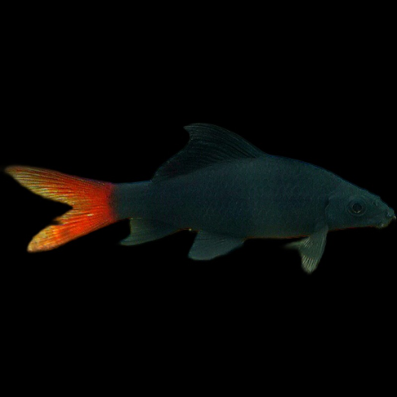 Redtail Shark