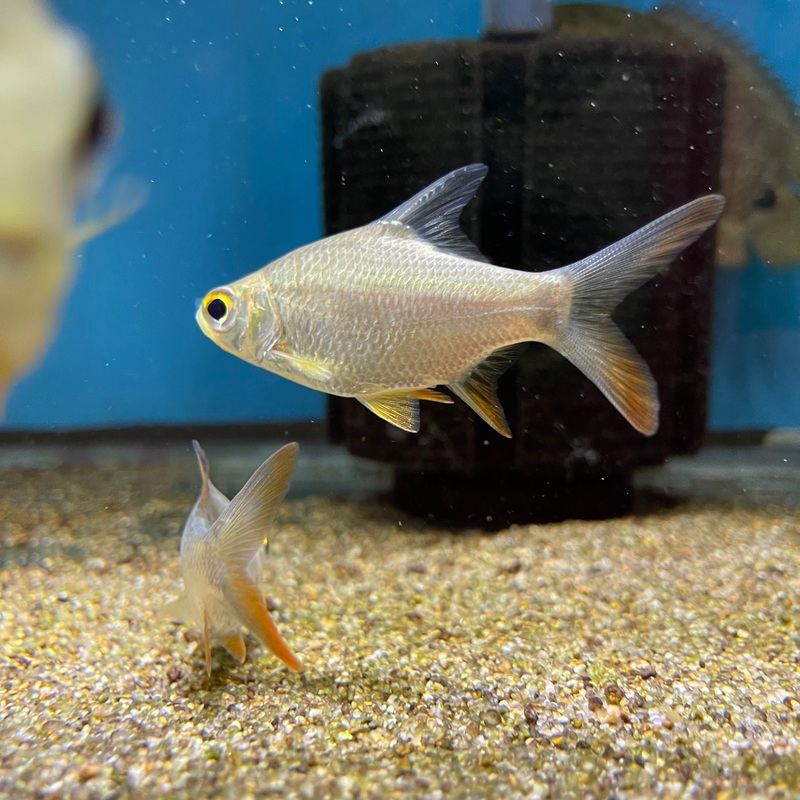 Redtail Tinfoil Barb