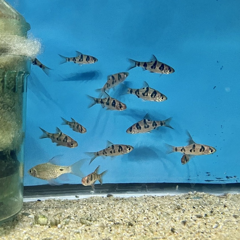 Rhombo Snakeskin Barb