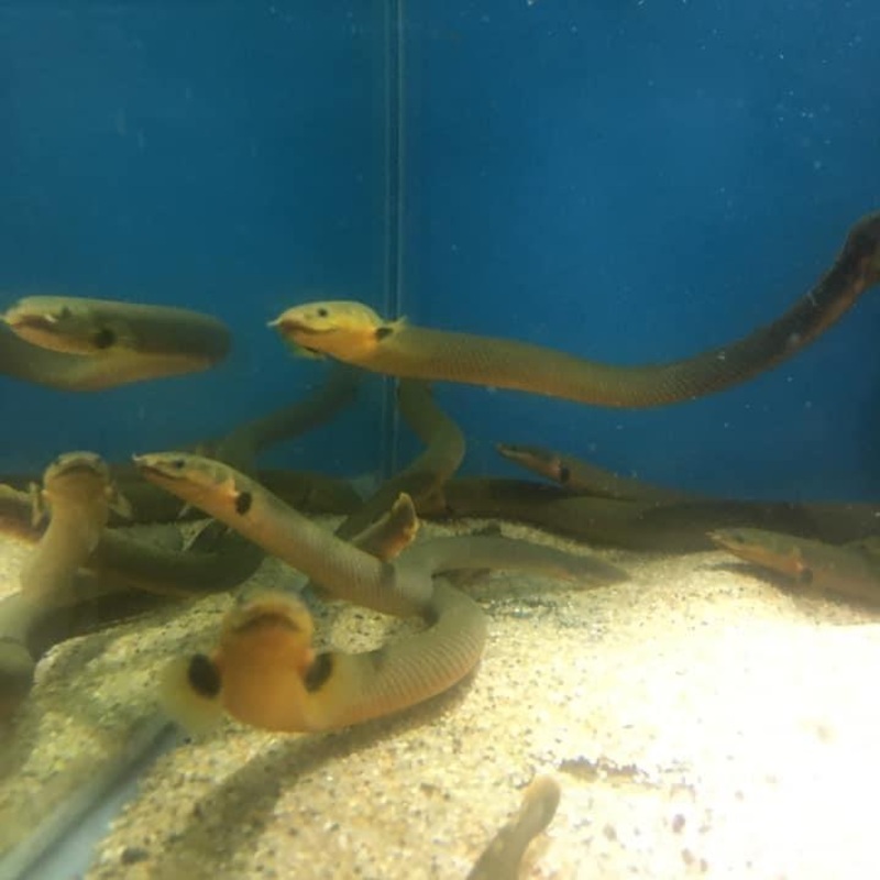 Ropefish Erpetoichthys calabaricus