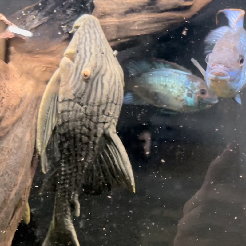 Royal pleco L190
