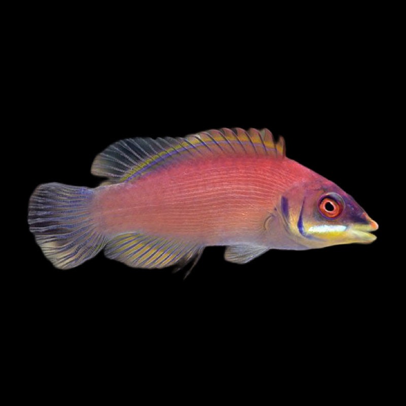 Scarlet Pin Striped Wrasse