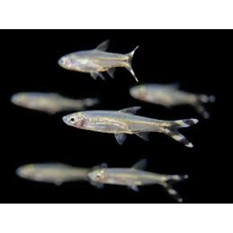 Scissortail Rasbora