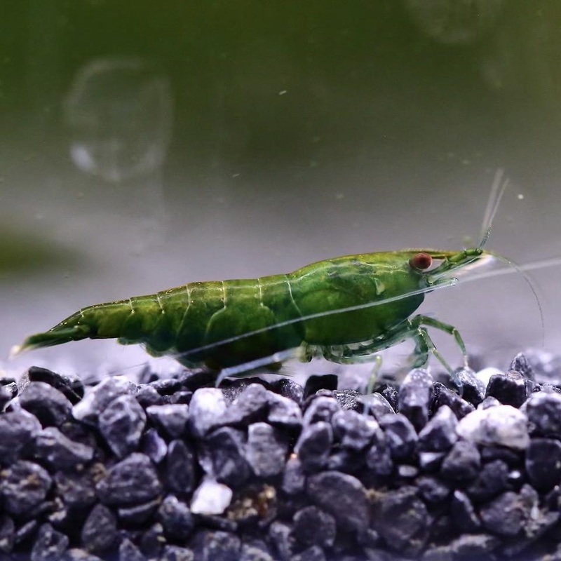 Shrimp  Green Jade Neocaridina
