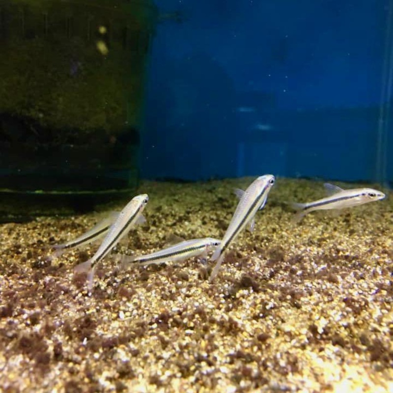Siamese Algae Eater ( S.A.E)
