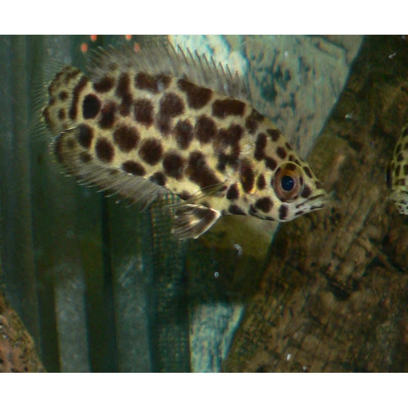 Spotted Leaf Fish - Leopard Ctenopoma Acutirostre