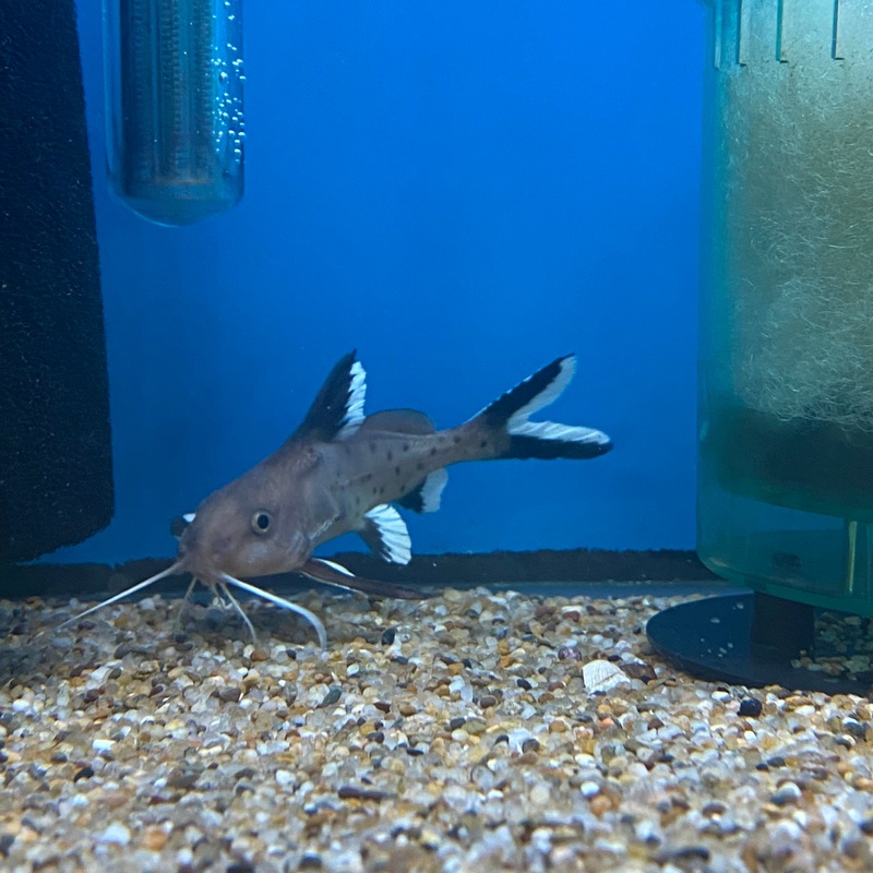 Synodontis Granulosus Wild