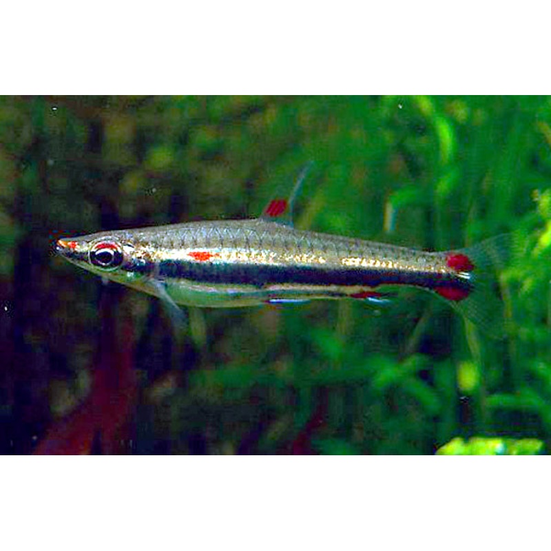 Three-lined Pencilfish Tetra - Nannostomus trifasciatus