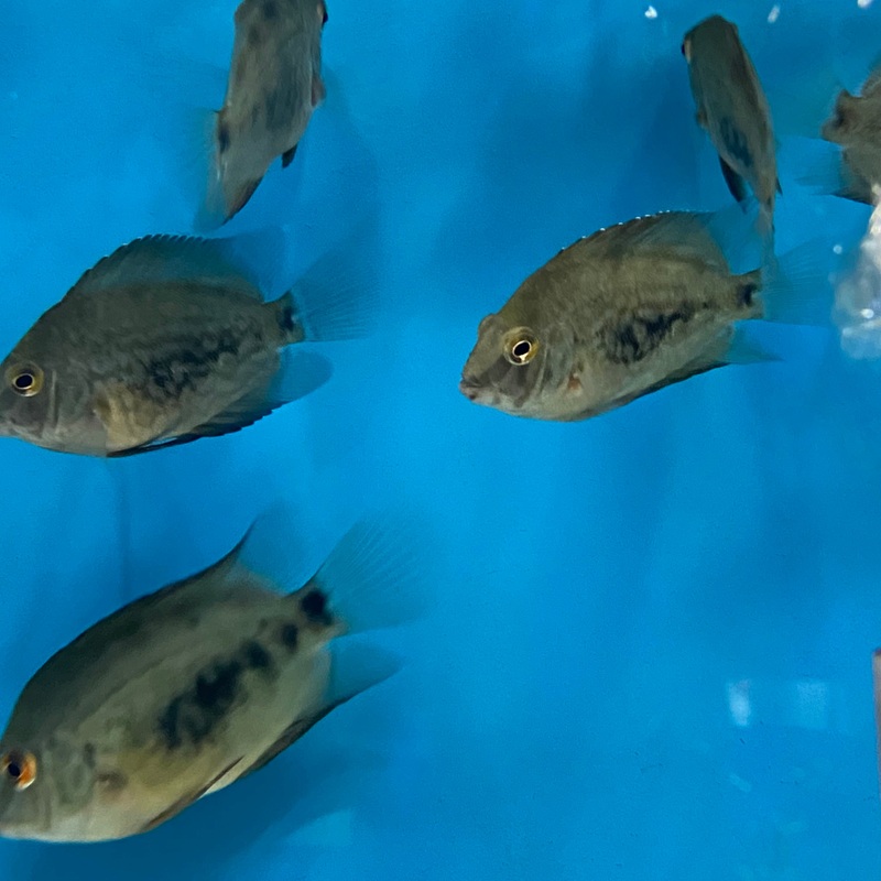 Triangle Cichlid Uaru amphiacanthoides