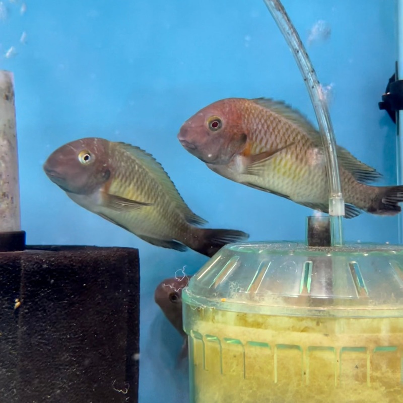 Tropheus Moorii Nkondwe Yellow Extra