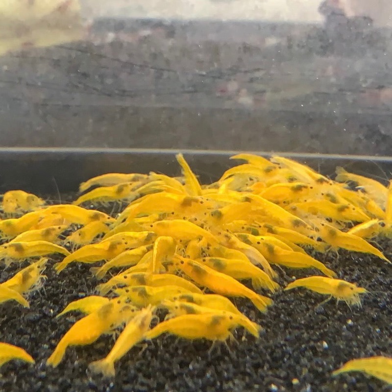 Ultra Gold Neocaridina
