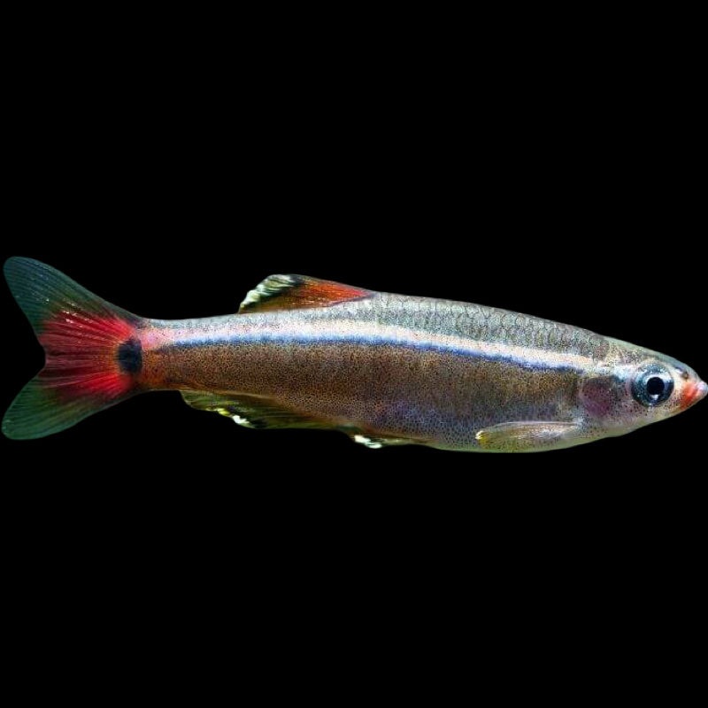 White Cloud Minnow
