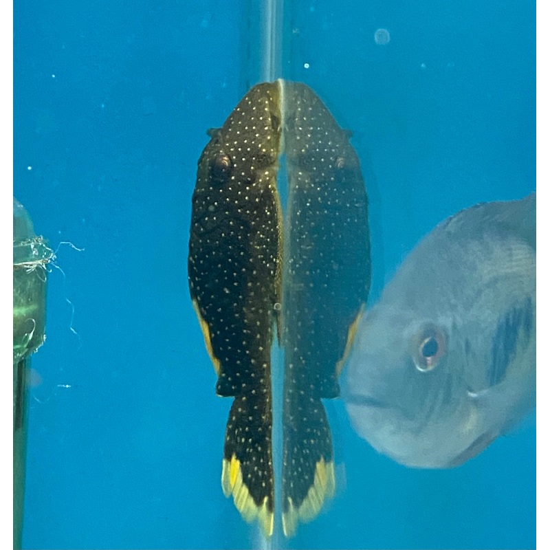 Xingu Orange Seam Pleco L81