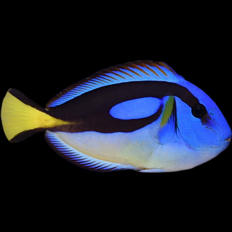 Yellow Belly Blue Hippo Tang