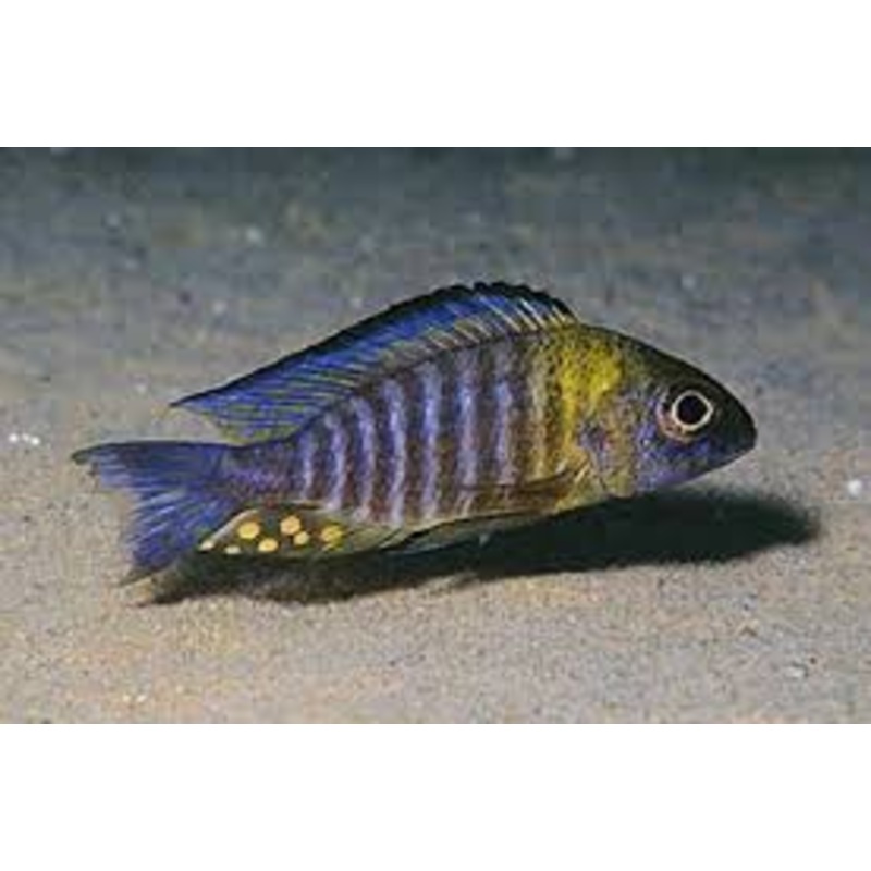 Yellow Head Peacock "Nkhata Bay" Aulonocara Nkhata Small/Medium