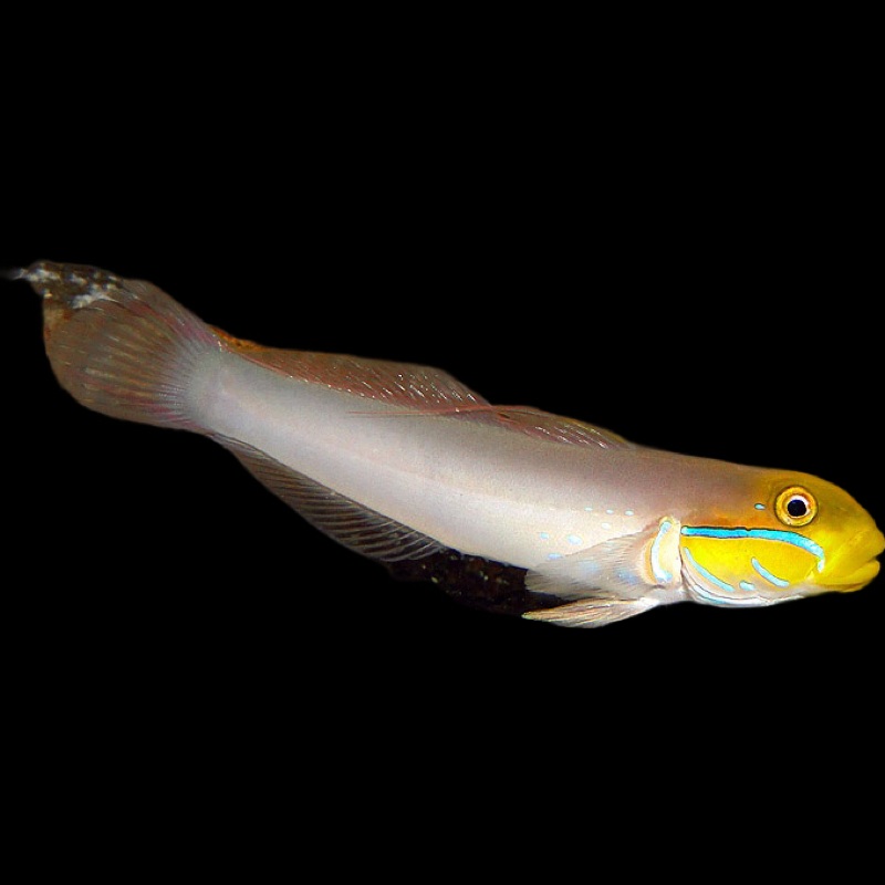 Yellow Head Sleeper Goby - Valenciannea strigata
