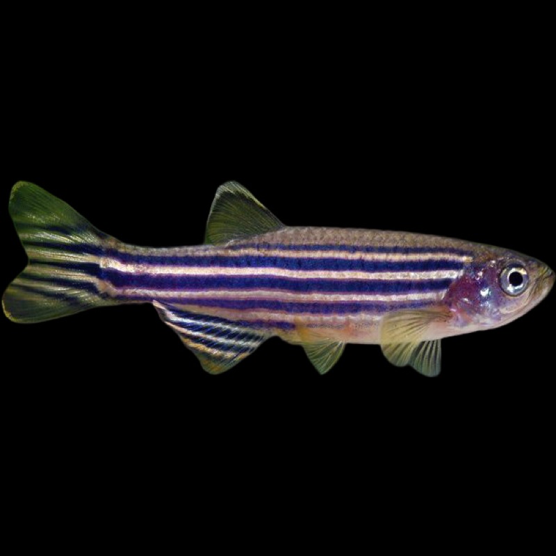 Zebra Danio