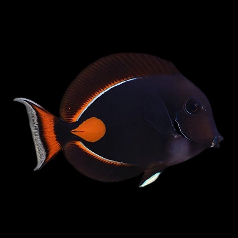 Achilles Tang (Pre Order)