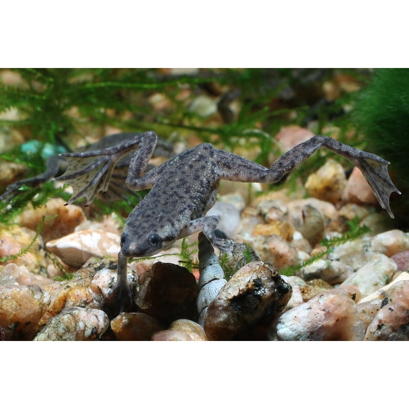 African Dwarf Frog