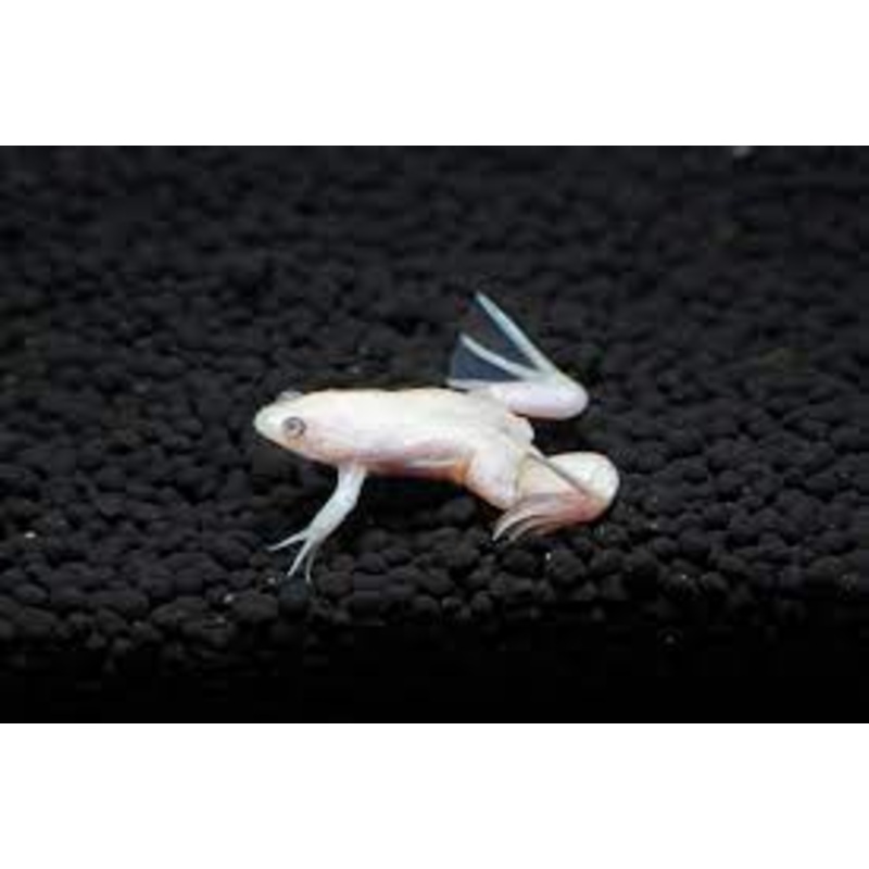 African Dwarf Frog Albino
