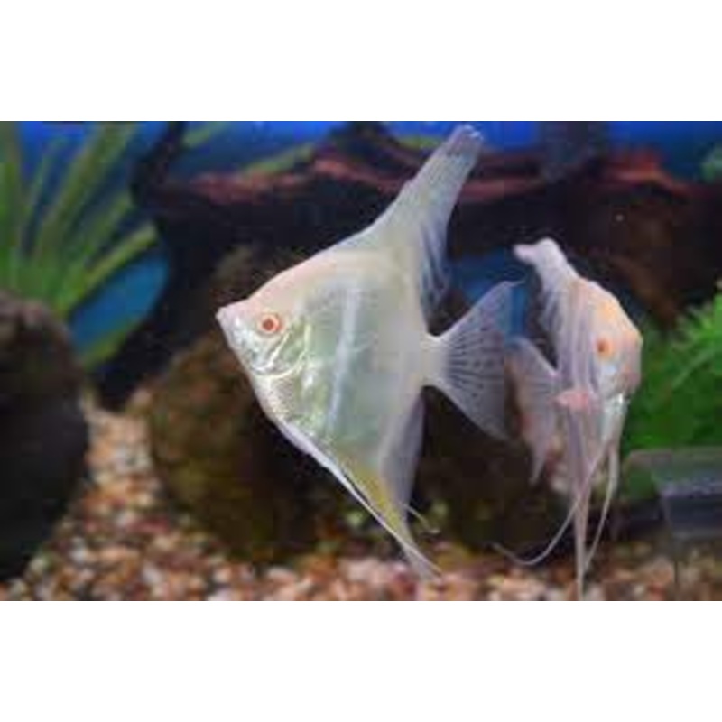 Albino Dantum Angelfish