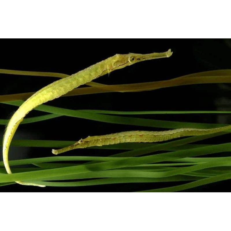 Alligator Pipefish