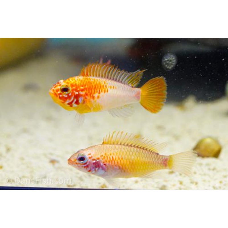 Apistogramma "Red Shoulder"