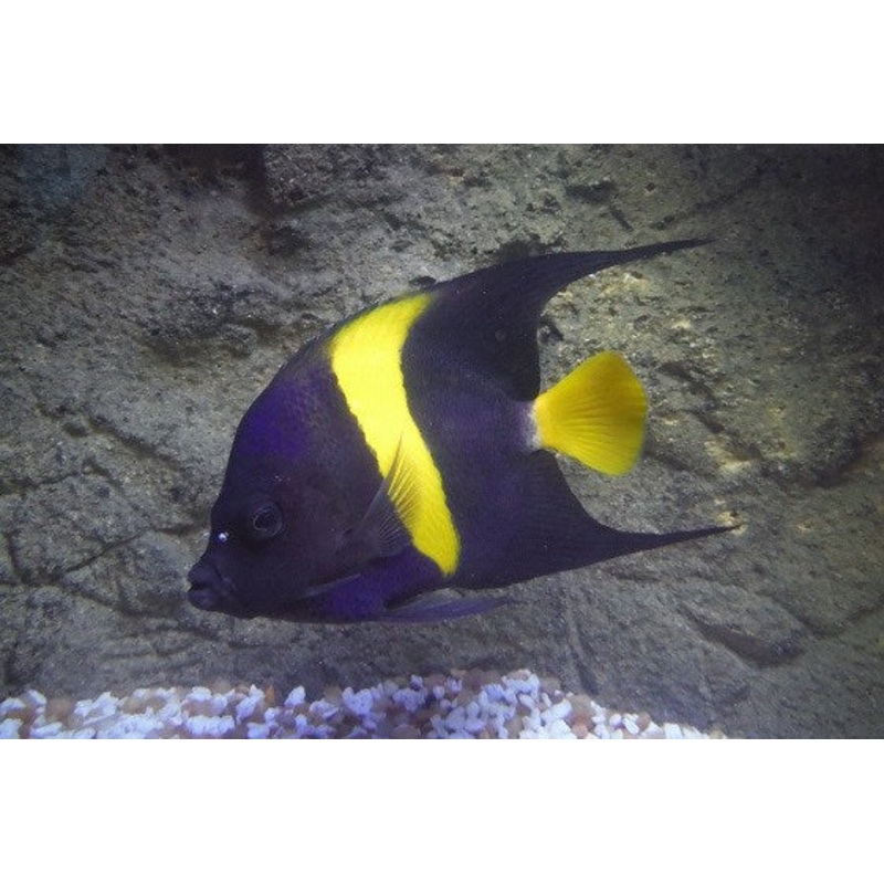 Asfur Angelfish - Pomacanthus asfur
