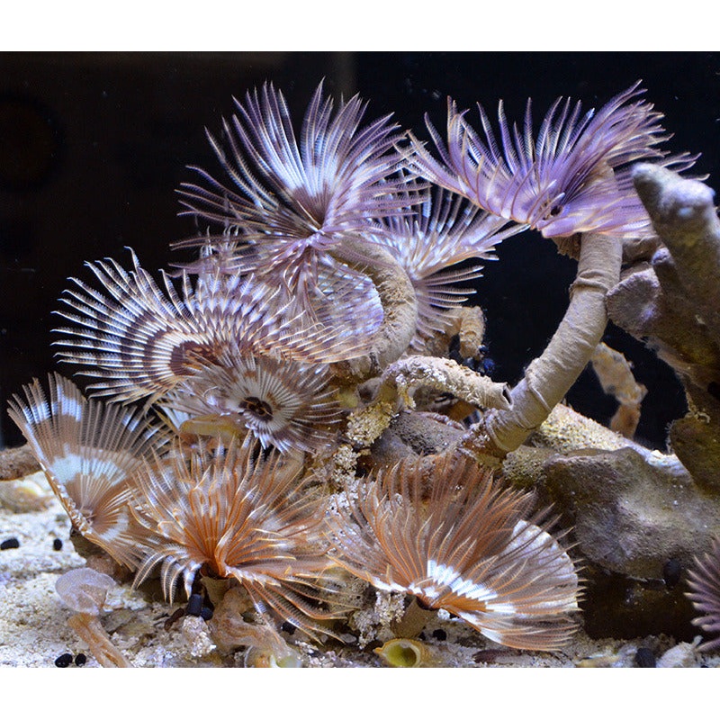 Assorted Feather Duster Worm