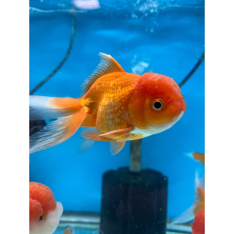 Assorted Oranda Goldfish