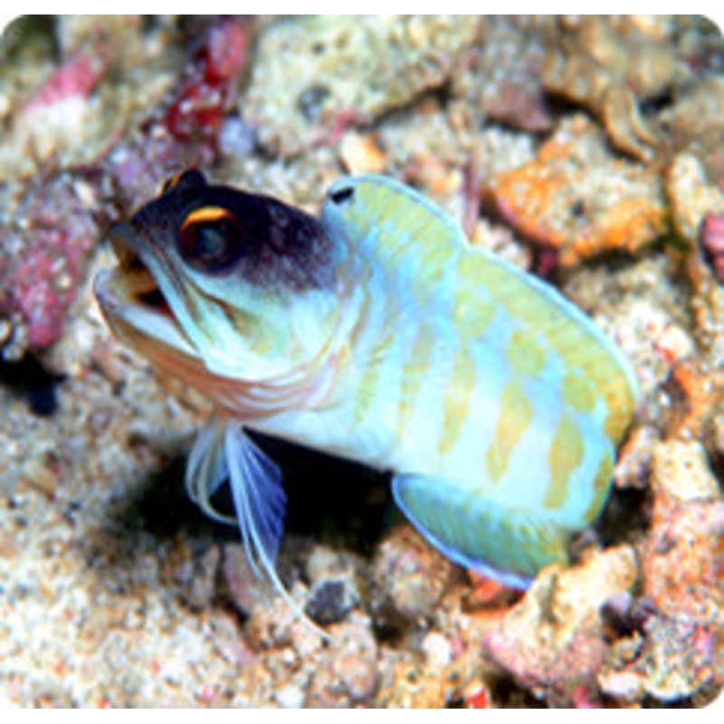 Bali Black cap Jawfish - OPISTONAGNOTHUS RANDALLI