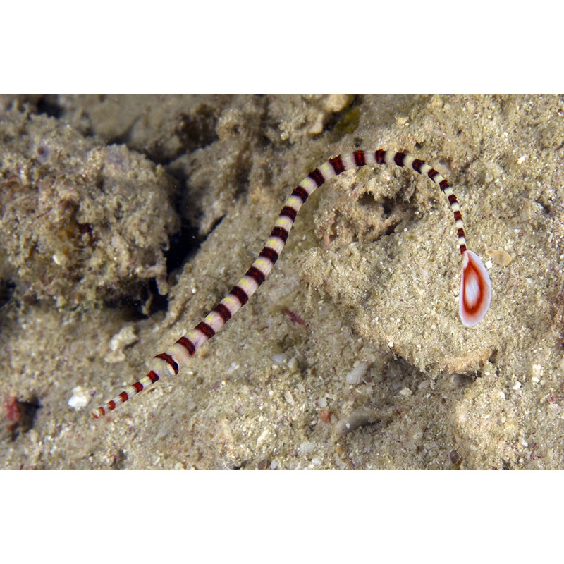 Banded Pipefish