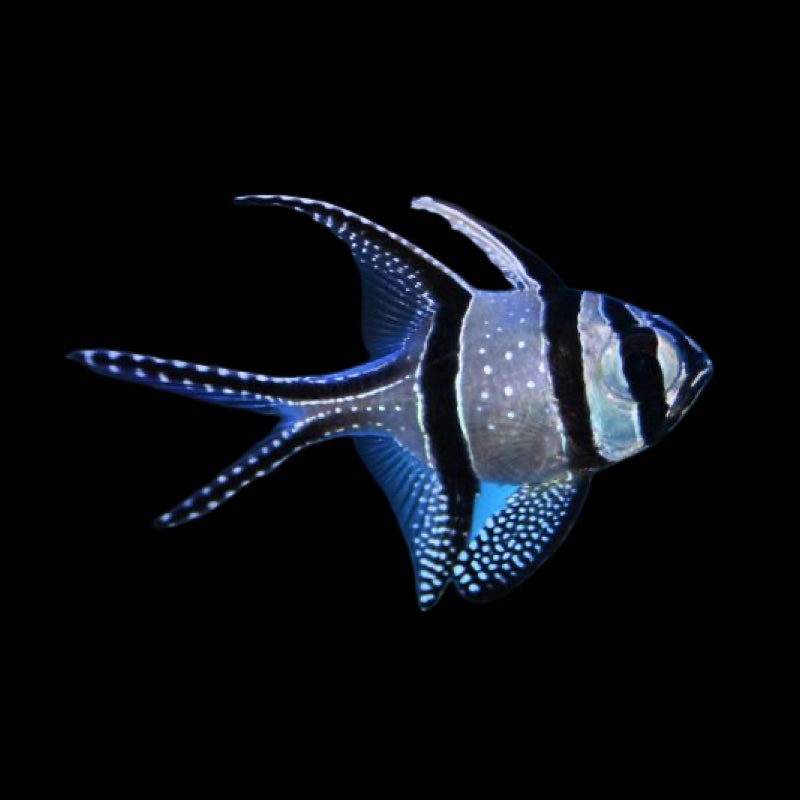 Bangai Cardinal - PTERAPOGON KAUDERNI