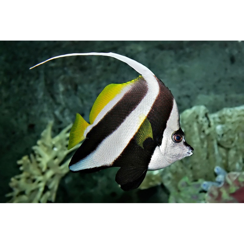 Banner fish - Heniochus acuminatus