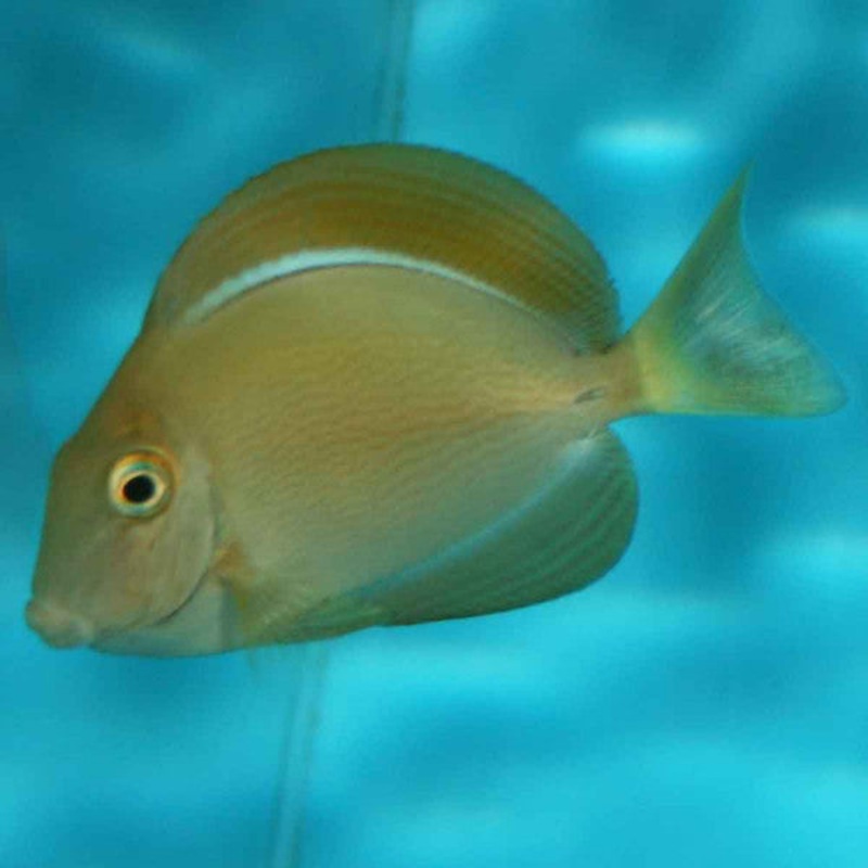 Bariene Tang (Acanthurus bariene)